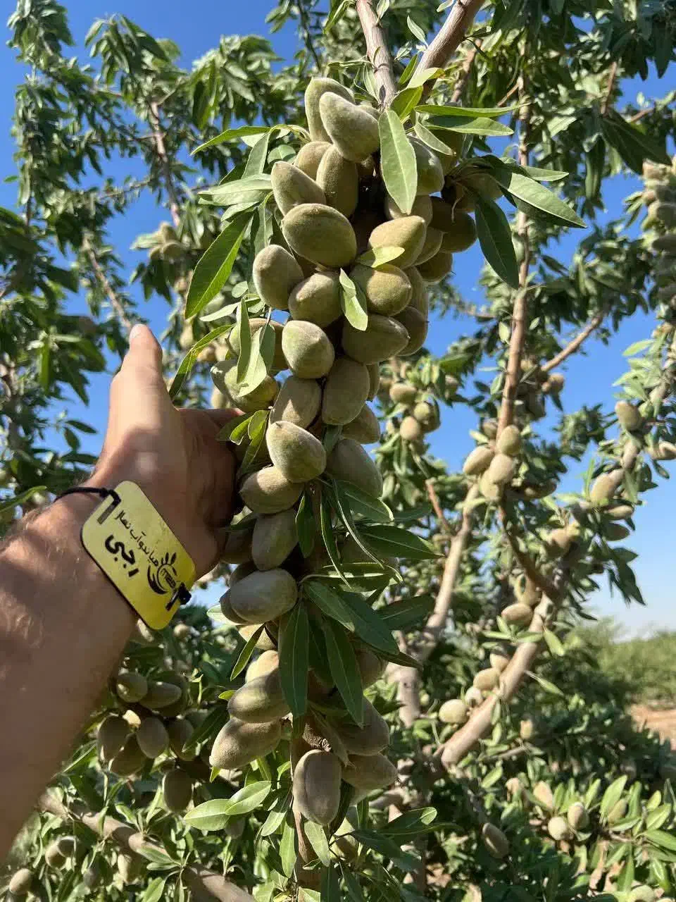 توزیع و فروش نهال بادام منقا|خدمات باغبانی و درختکاری|زاگرس, |دیوار