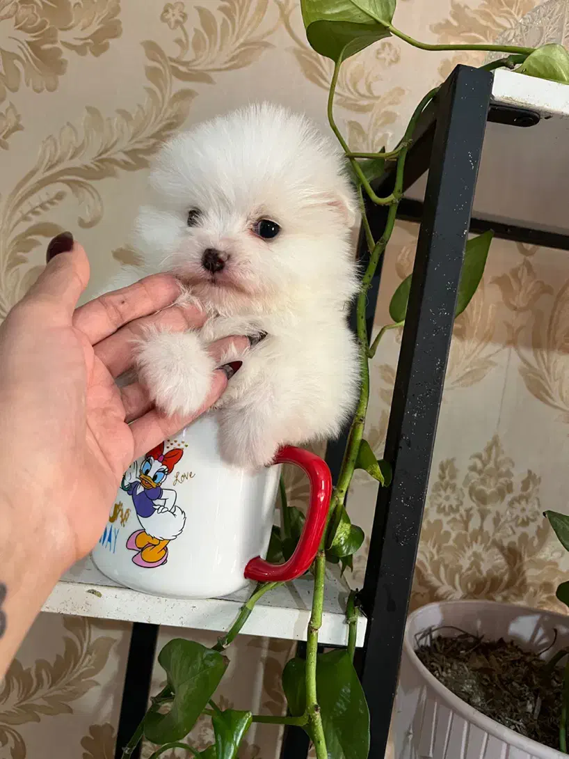 پامر خرسی ماده فنجونی تیکاپ تیکاپ|سگ|تهران, زعفرانیه|دیوار