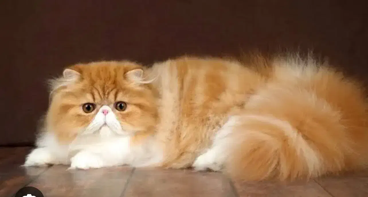 پرستار نگهداری از گربه های پرشین خانگی|استخدام درمانی، زیبایی، بهداشتی|بوشهر, |دیوار