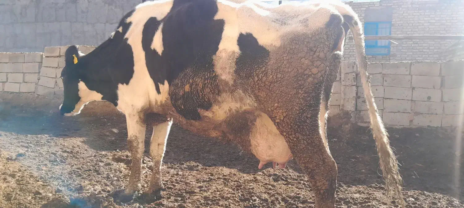 گاو شیری|حیوانات مزرعه|سده (خراسان جنوبی), |دیوار