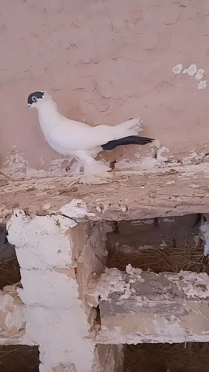 کفتر|پرنده|سده (خراسان جنوبی), |دیوار