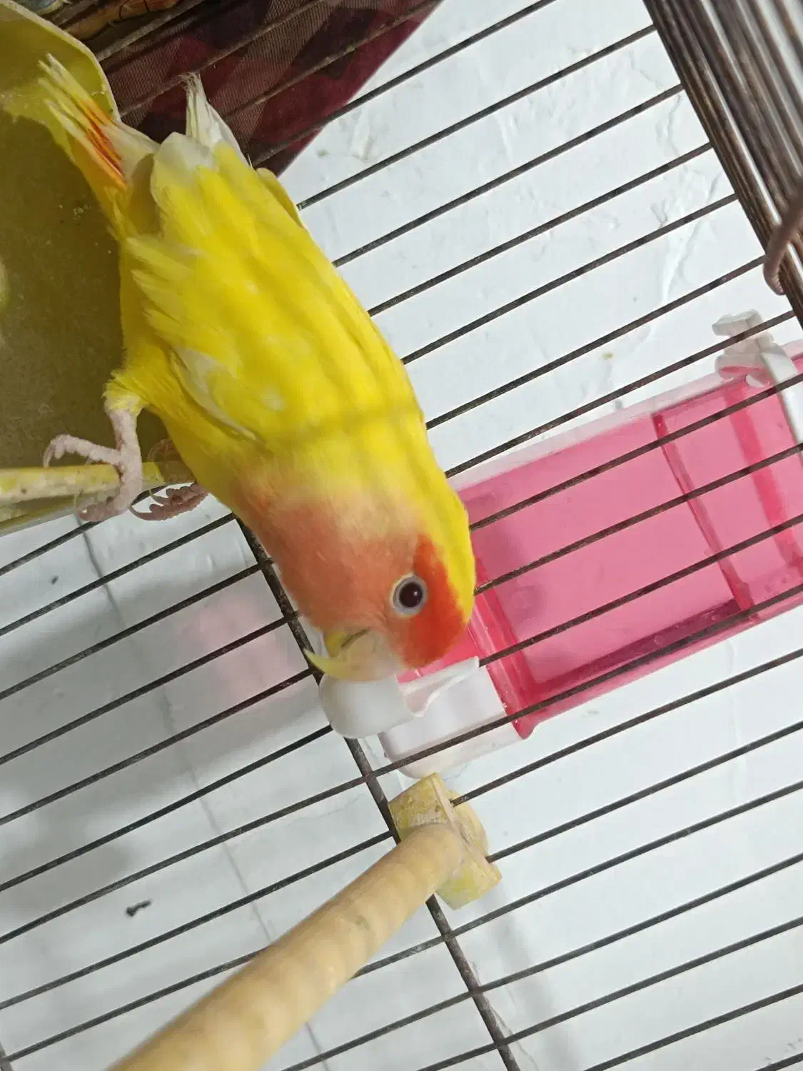 پرنده|پرنده|زهک, |دیوار