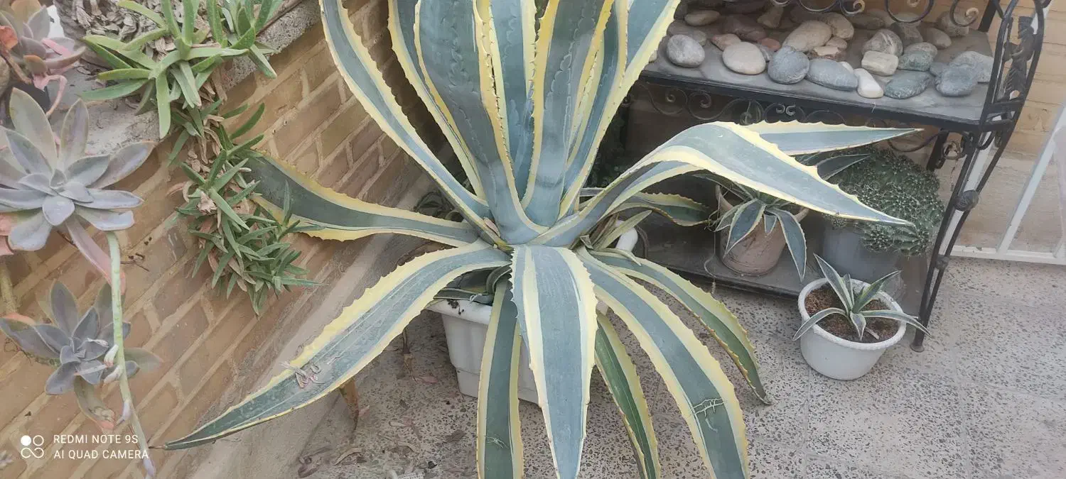 گل آگاو|گل و گیاه طبیعی|فولادشهر, A2|دیوار