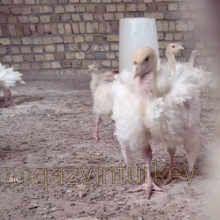 بوقلمون زرین|حیوانات مزرعه|قزوین, |دیوار