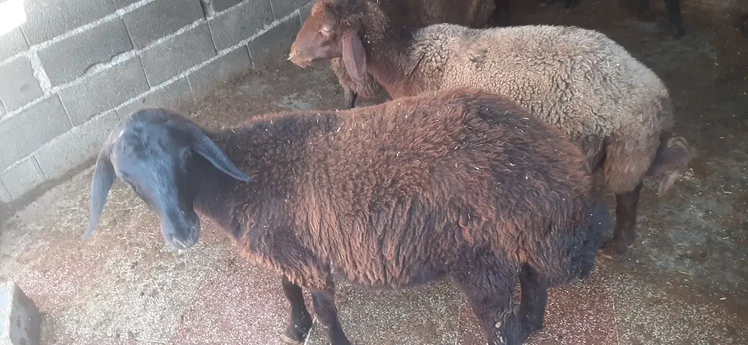 نر بره و ماده افشاری|حیوانات مزرعه|علیآباد کتول, |دیوار