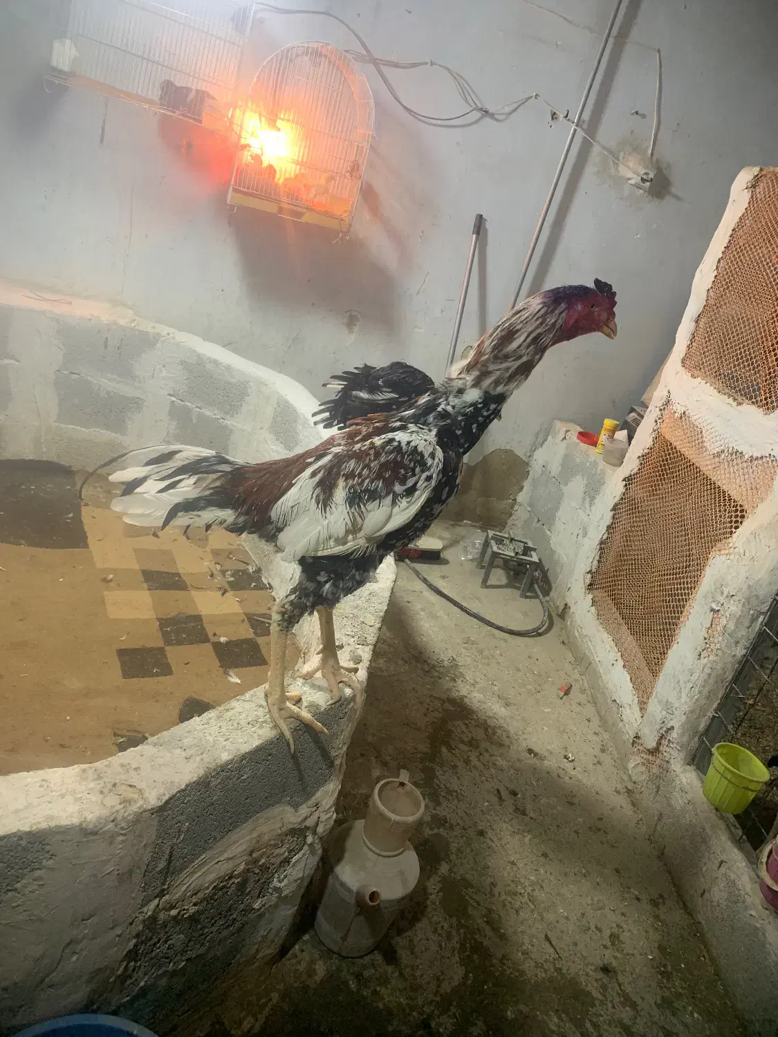 خروس لاری|حیوانات مزرعه|اشنویه, |دیوار