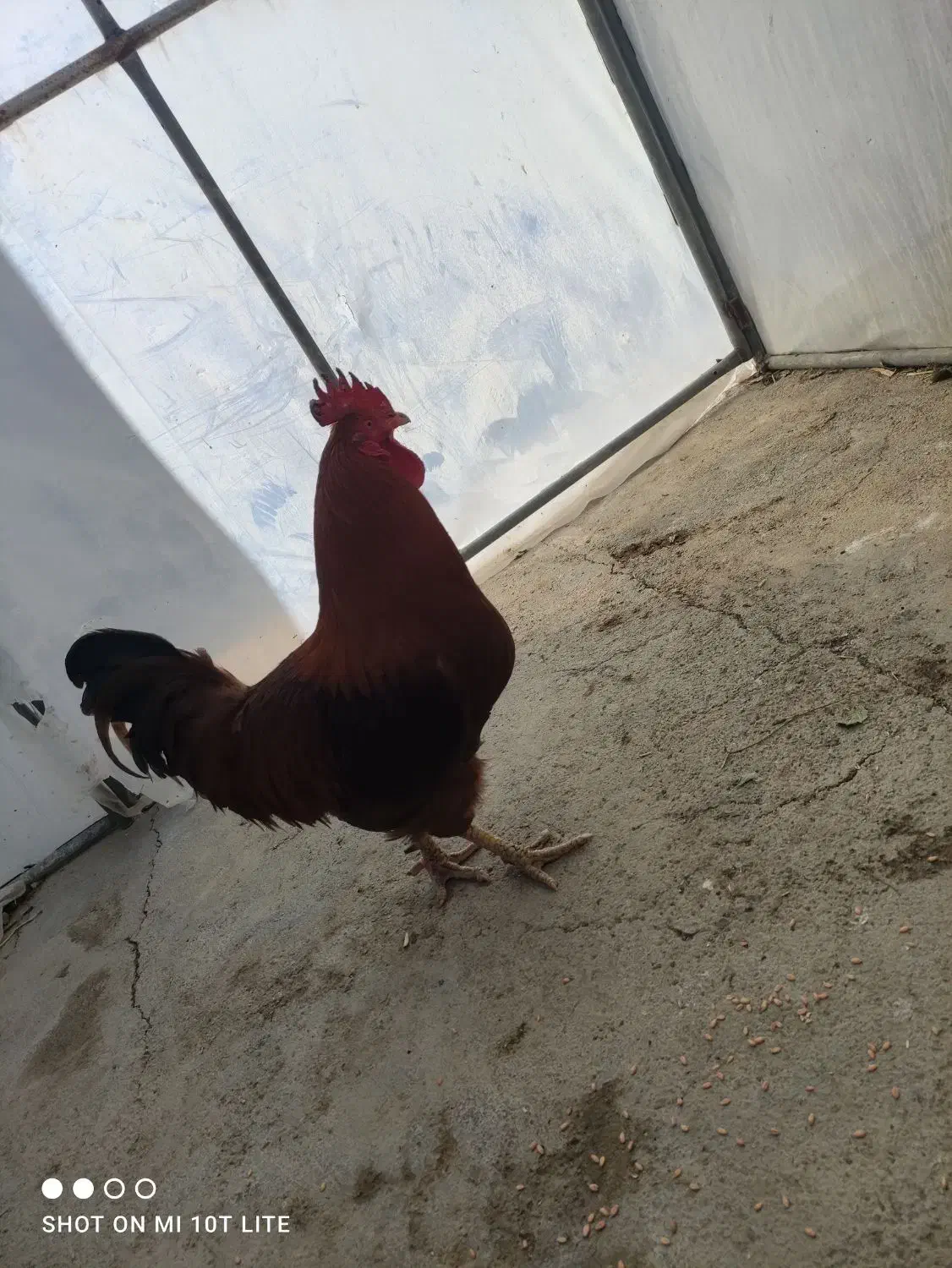 خروس محلی|حیوانات مزرعه|هشتگرد, شهرک گلخانه|دیوار