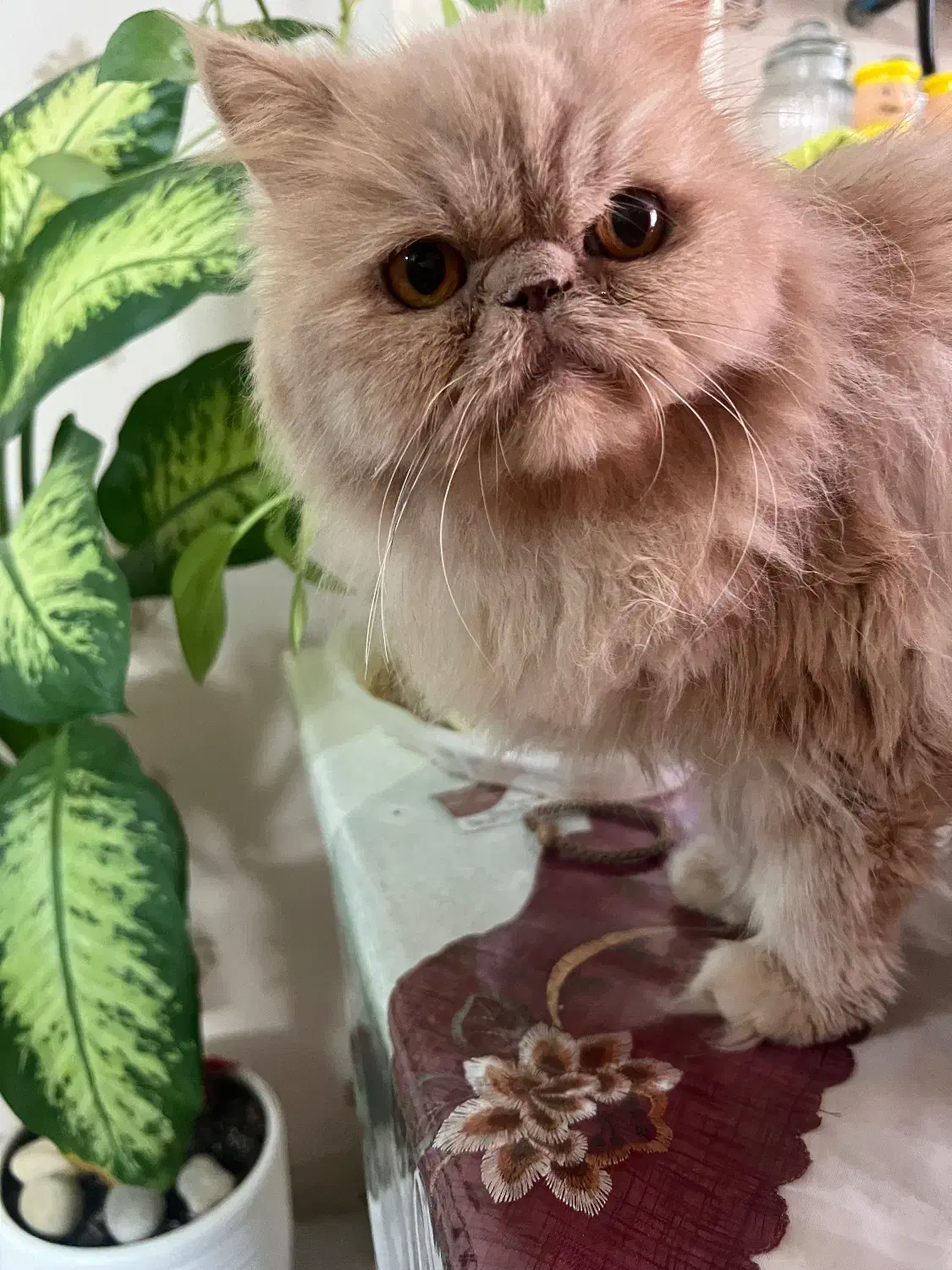 گربه پرشین|گربه|قزوین, |دیوار