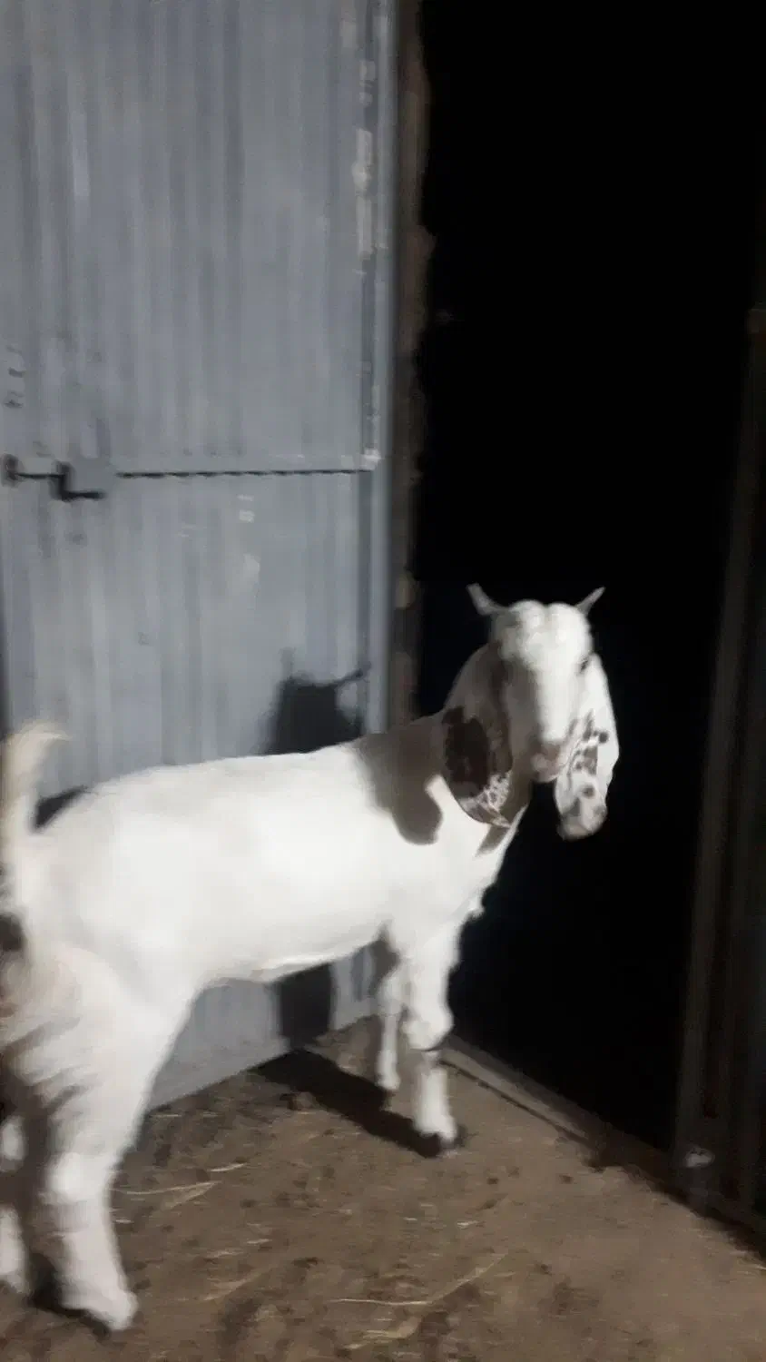 کره ۸ماهه پاکستانی اصل مادر شیری|حیوانات مزرعه|رفسنجان, |دیوار