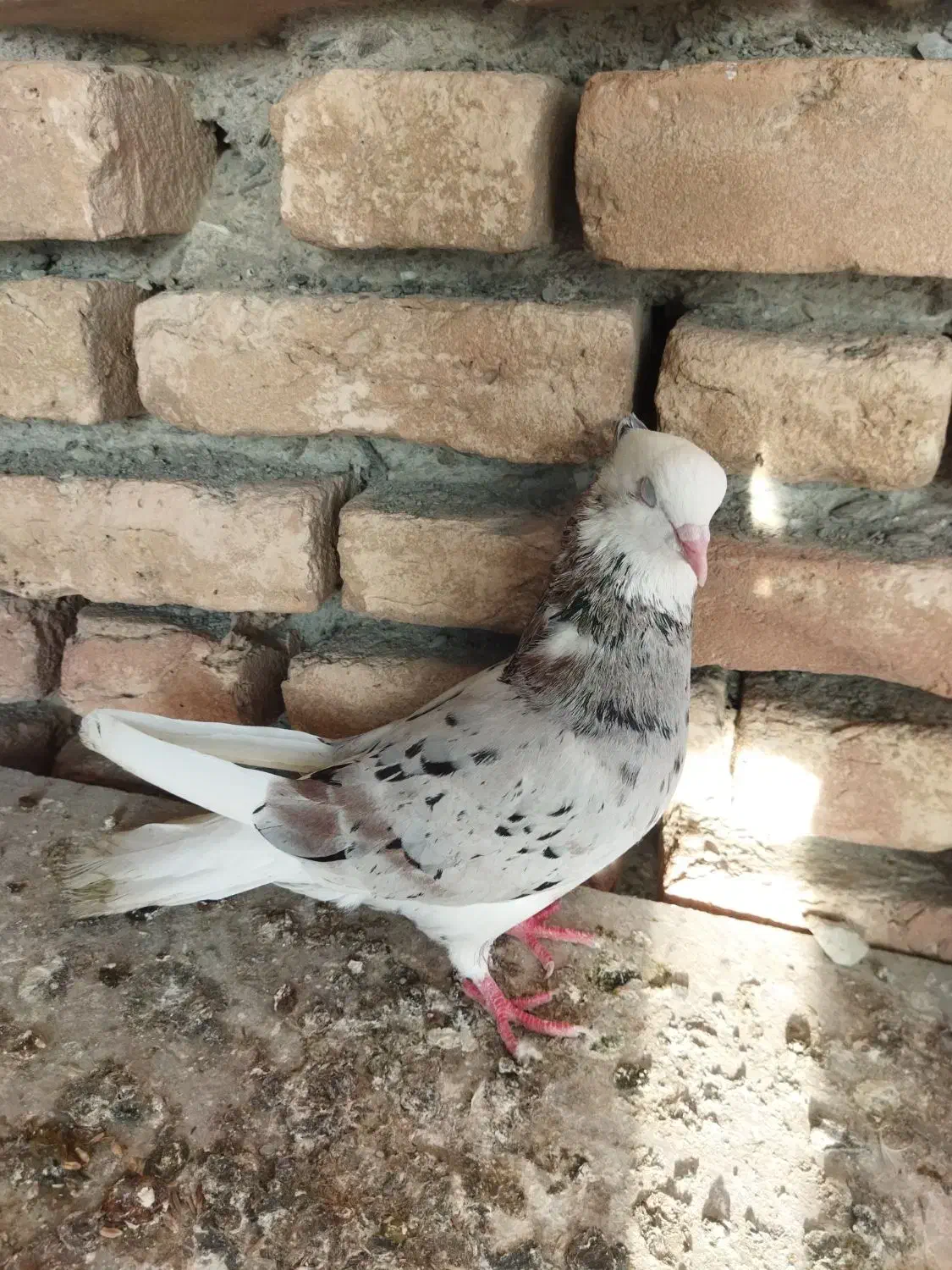 کبوتر سرور|پرنده|گمیشان, |دیوار