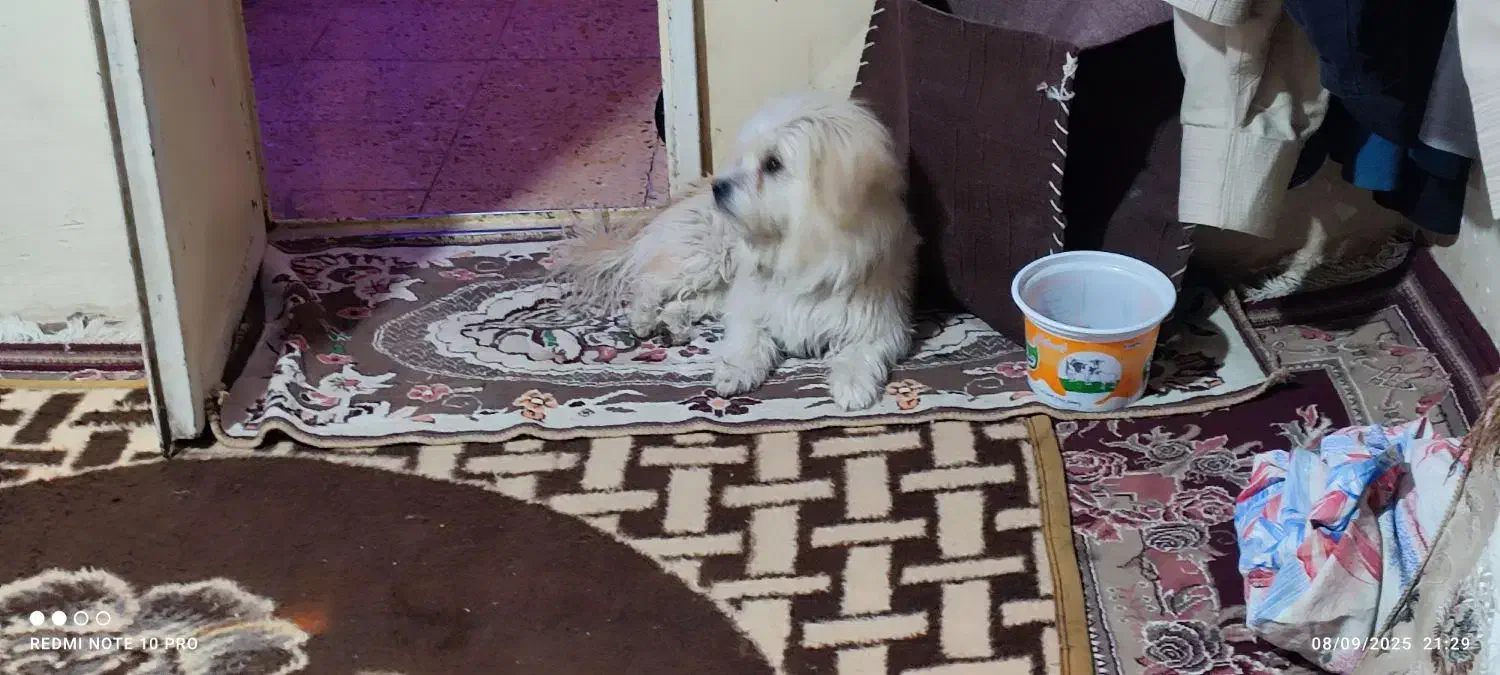 گم شده|حیوانات|شهرکرد, |دیوار