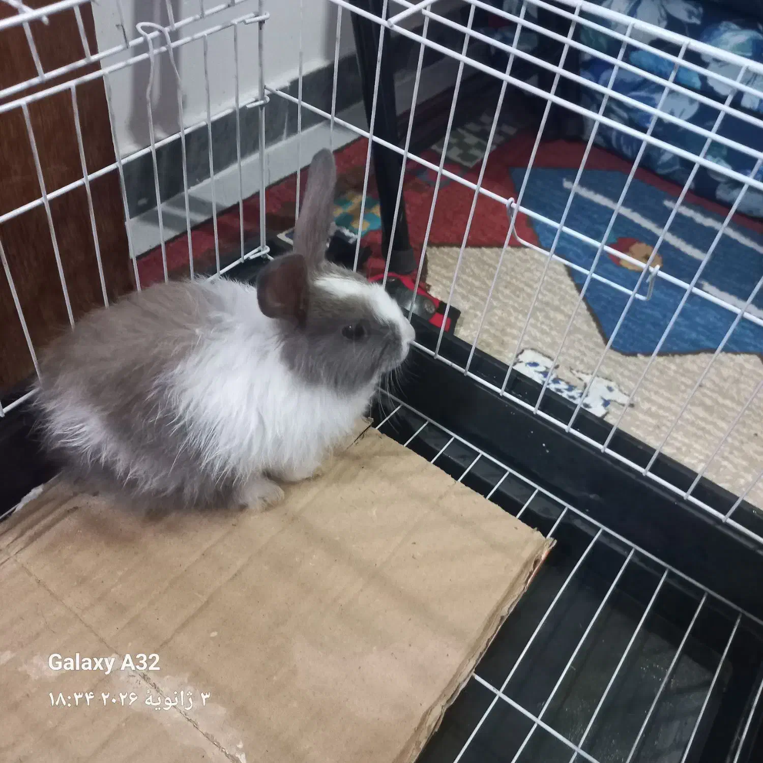 خرگوش لپ با قفس|موش و خرگوش|املش, |دیوار