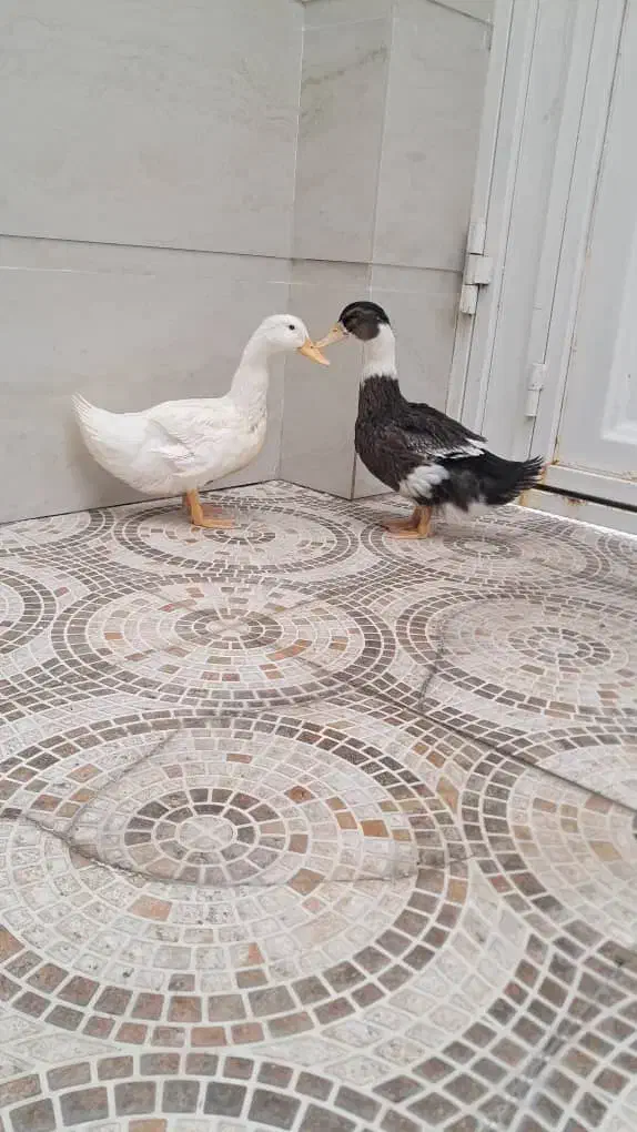 فروش دو اردک خانگی|حیوانات مزرعه|جم, |دیوار