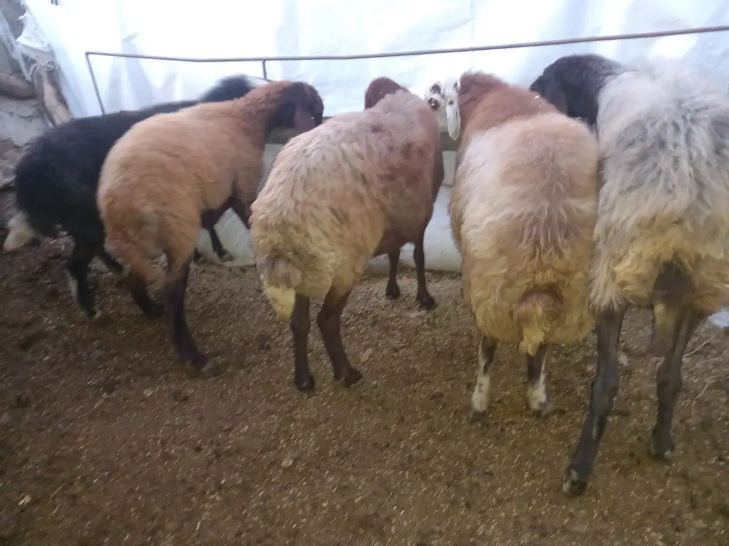 گوسفند|حیوانات مزرعه|رامیان, |دیوار