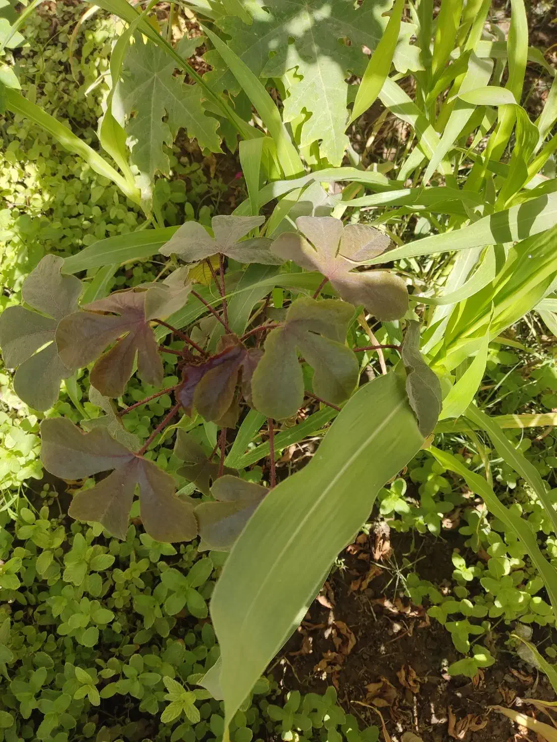 نهال قهوه|گل و گیاه طبیعی|ایرانشهر, |دیوار