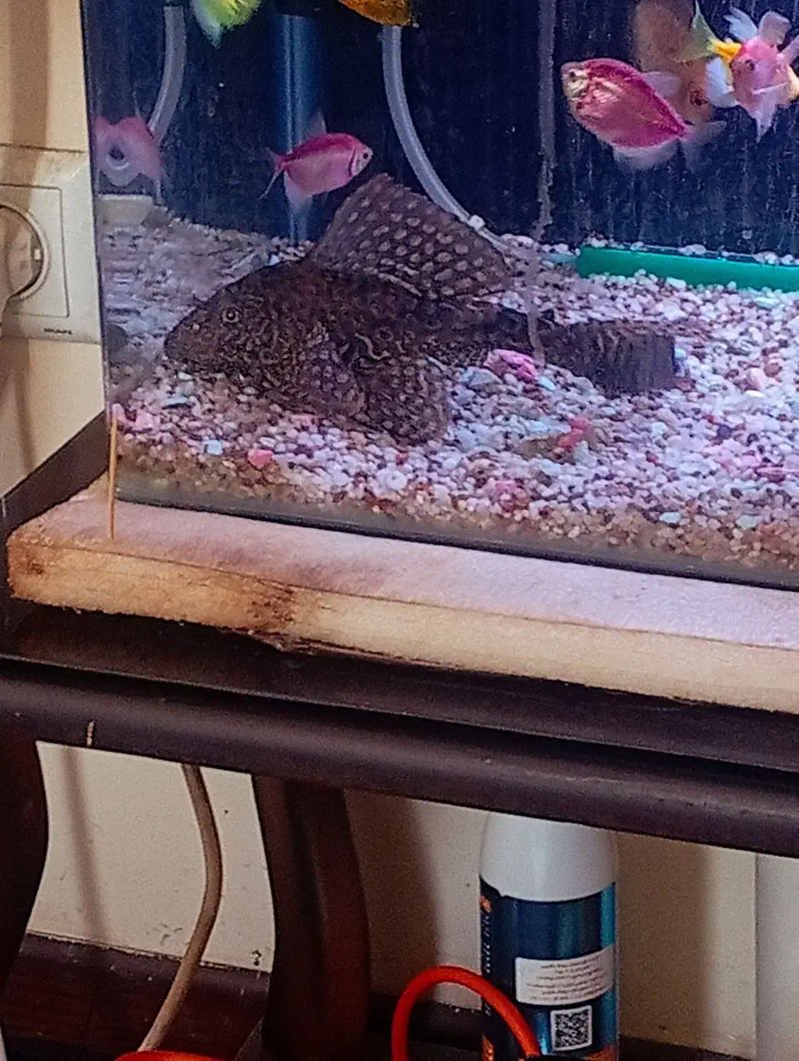 لجن خوار مامله با دوتا. سایز متوسط|ماهی|کرمان, |دیوار