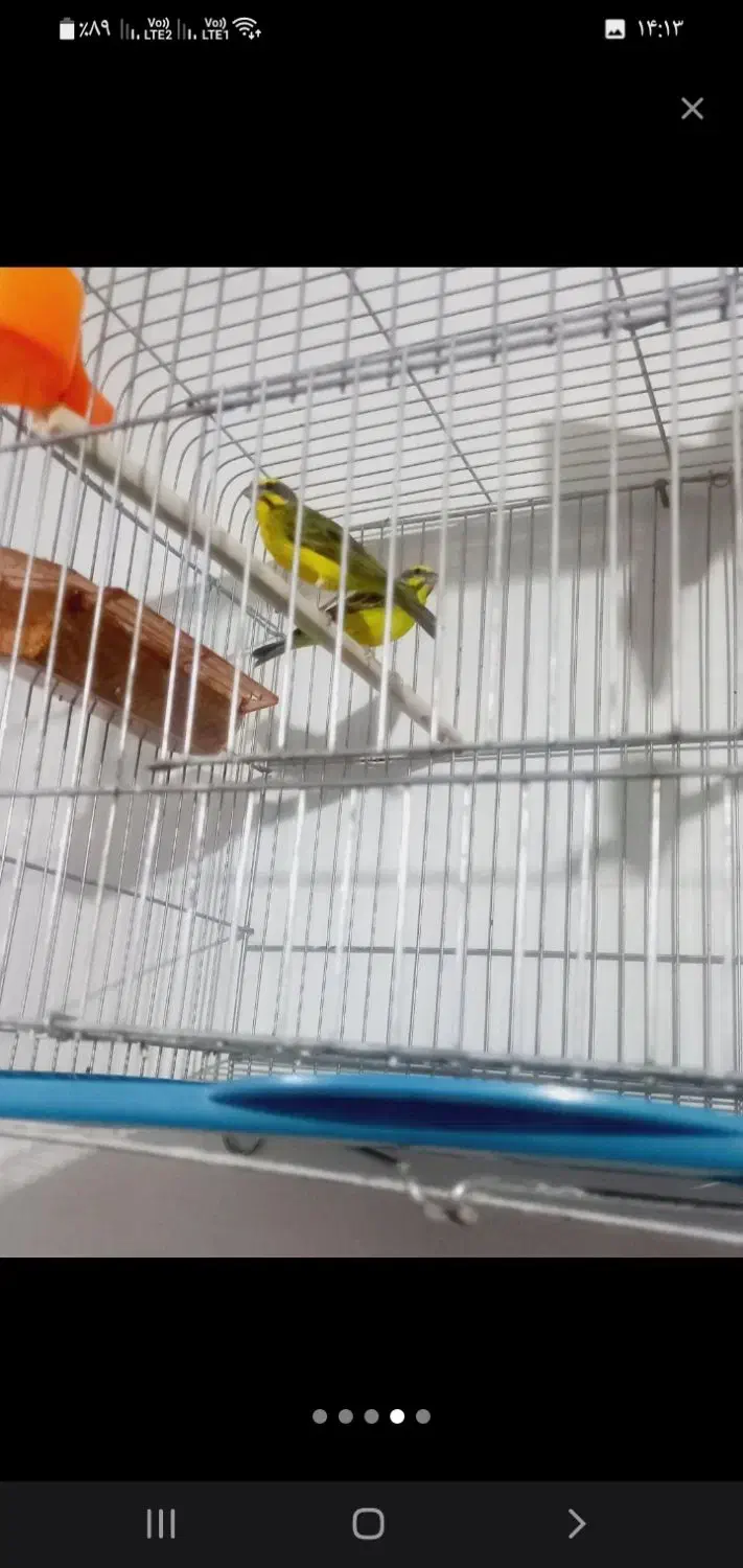 سهره. یاسمین مست.بخون.عتیقه|پرنده|اردبیل, |دیوار