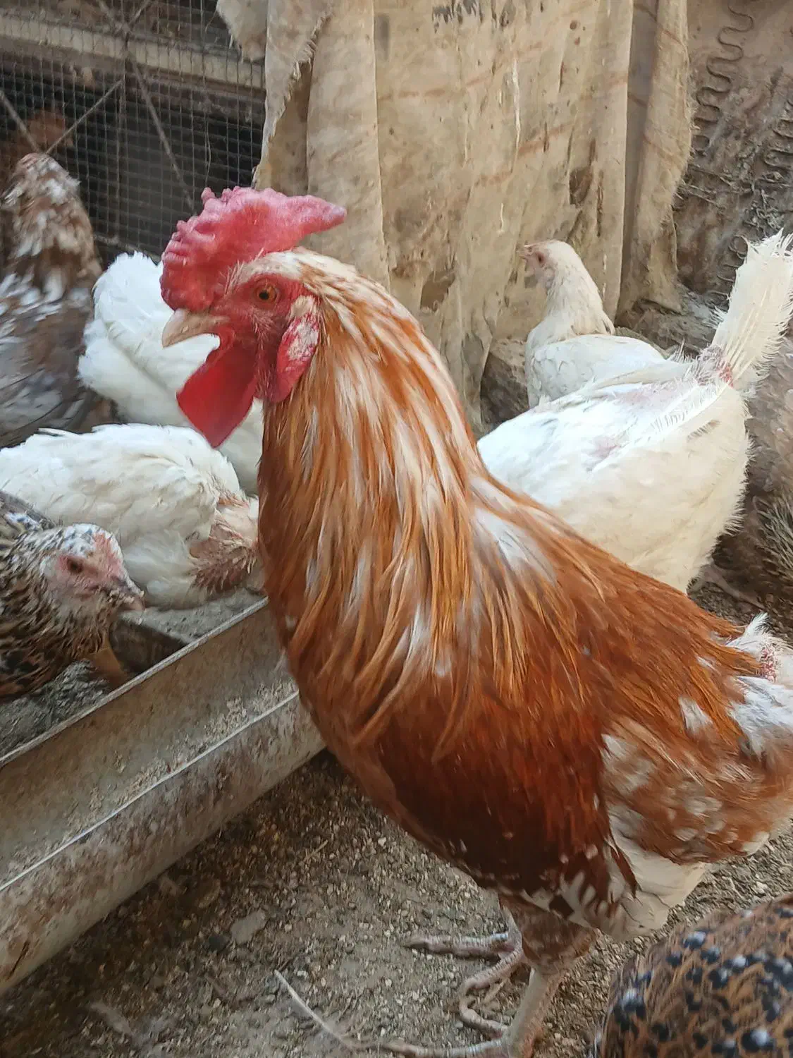 دو قطعهٔ خروس گلین داشتی وکشتی دونه ای ۳۵۰ تومان|حیوانات مزرعه|خمینی‌شهر, |دیوار