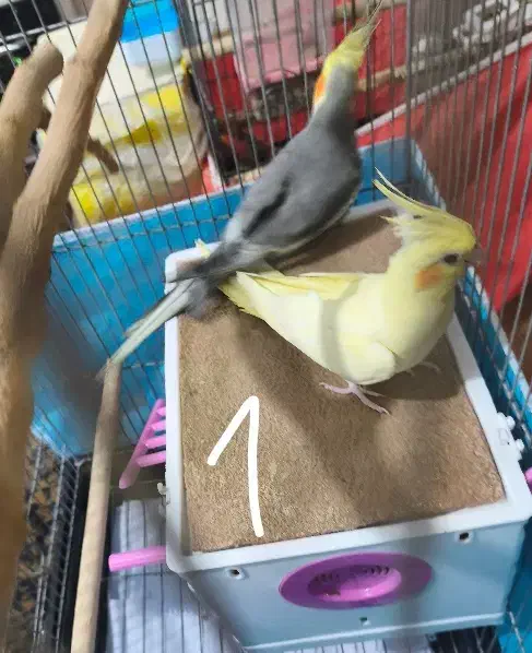 عروس هلندی نر و ماده|پرنده|ماهدشت, |دیوار