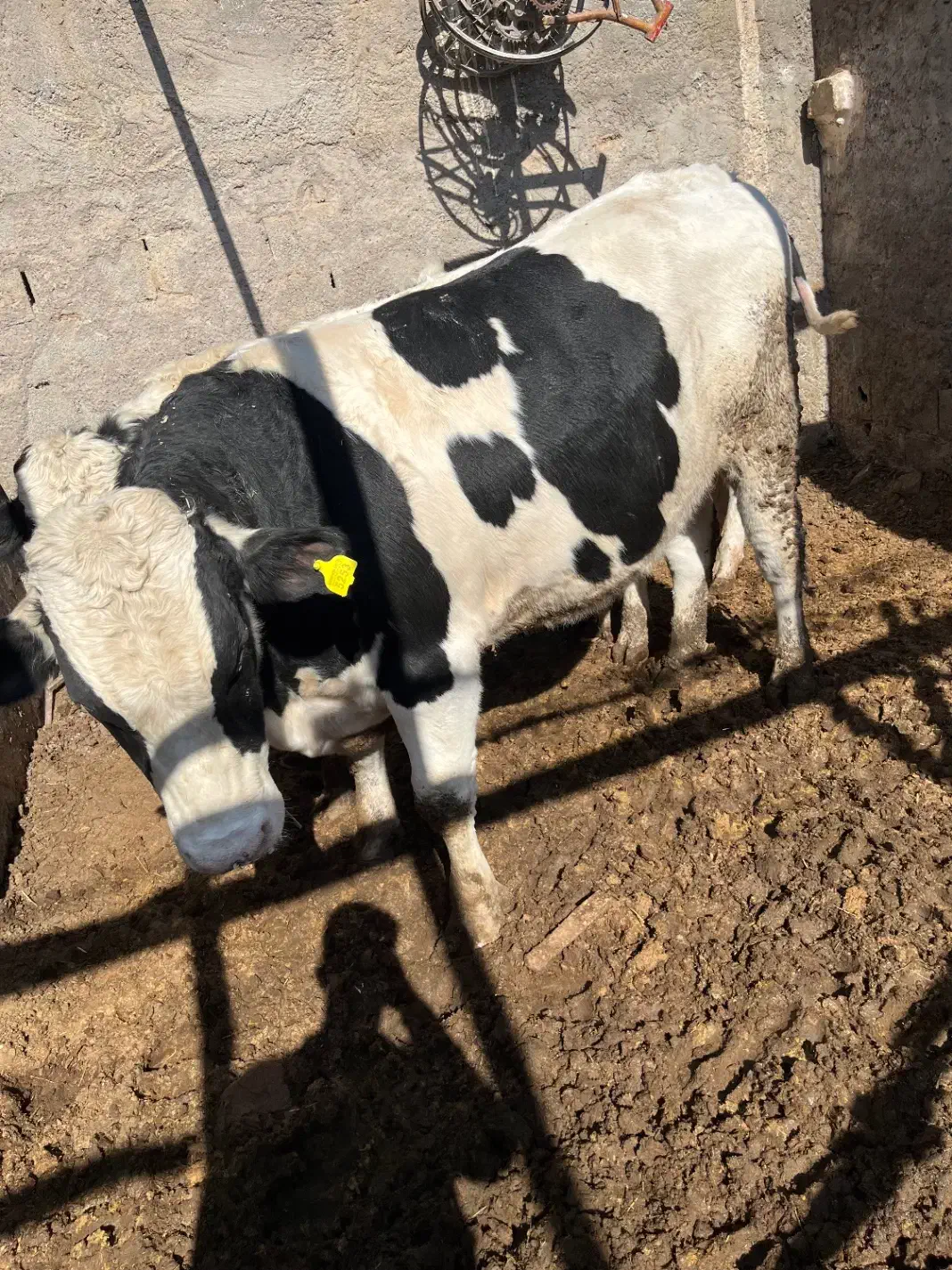 گوساله نر ماده وتلیسه|حیوانات مزرعه|کرمان, |دیوار