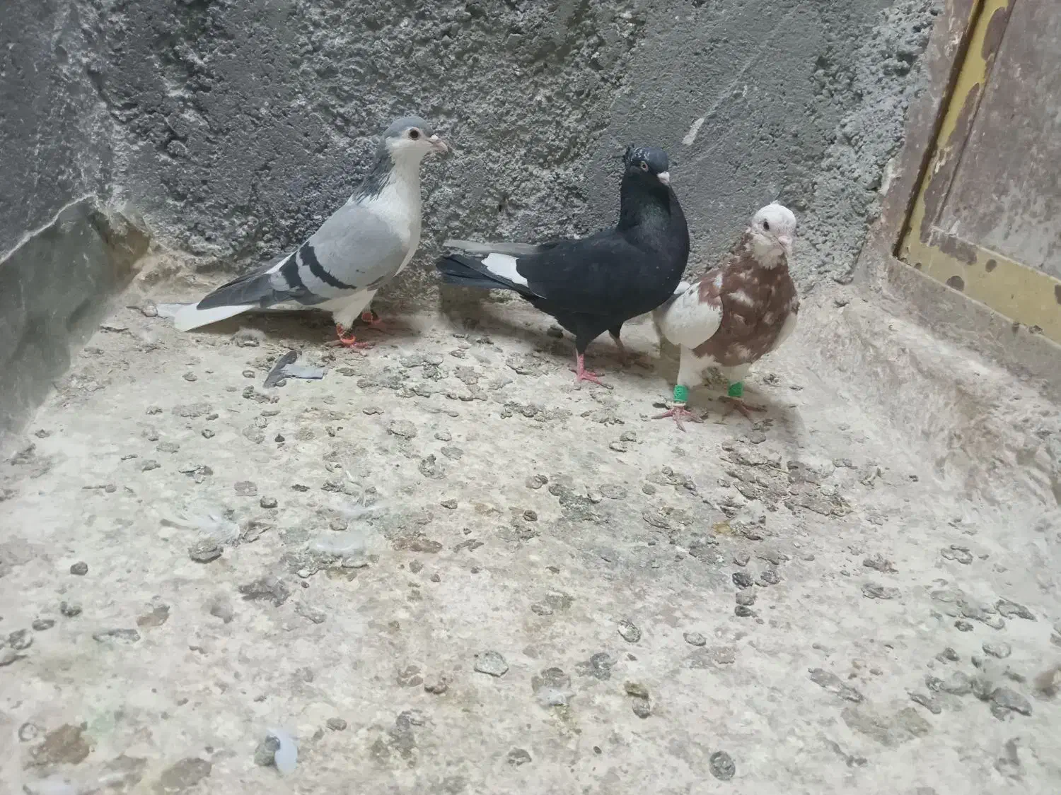 صید هوایی قره سینه طوقی سوسکی|پرنده|مشهد, شهید قربانی|دیوار