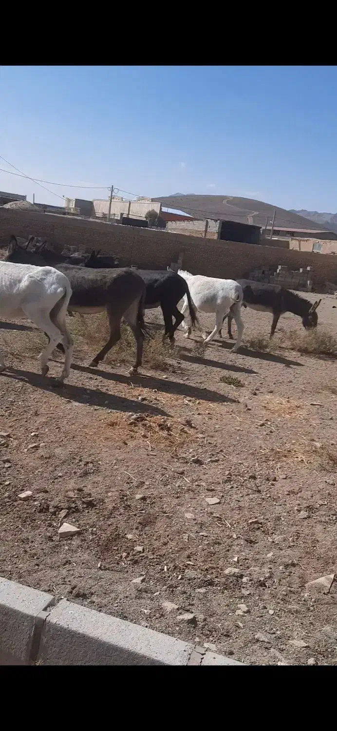 فروش الاغ|حیوانات مزرعه|پلنگ آباد, |دیوار