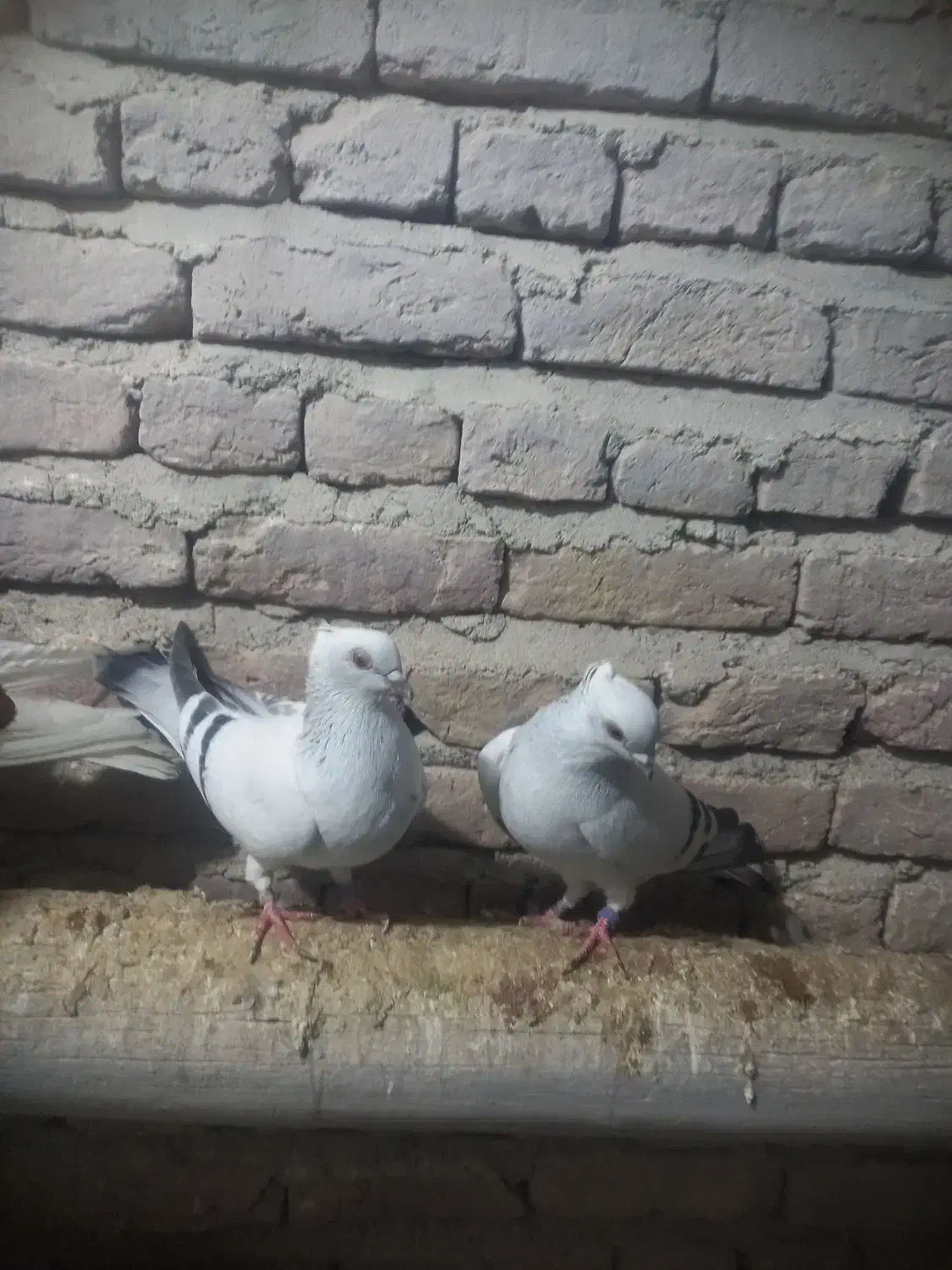 کبوتر شامی|پرنده|چهاربرج, |دیوار