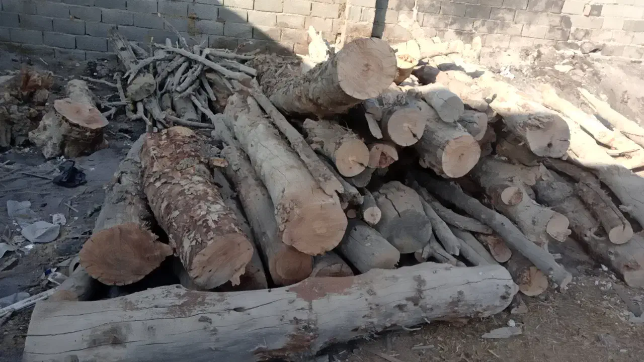 خریدار چوب همه نوع|خدمات باغبانی و درختکاری|تهران, دهکده المپیک|دیوار