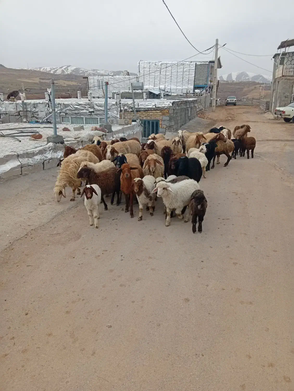 گوسفند بره|حیوانات مزرعه|جوانرود, |دیوار