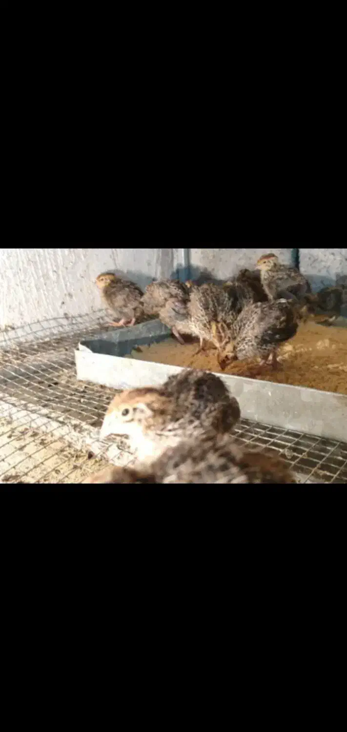 جوجه بلدرچین ۴ و ۳ هفته در پاکدشت|حیوانات مزرعه|خاوران, |دیوار