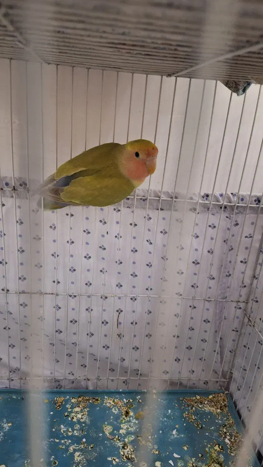 طوطی برزیلی اوپال|پرنده|پاکدشت, پاکدشت (مامازند)|دیوار