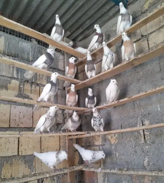 کبوتر طوقی درجه یک|پرنده|فردیس, شهرک ناز|دیوار