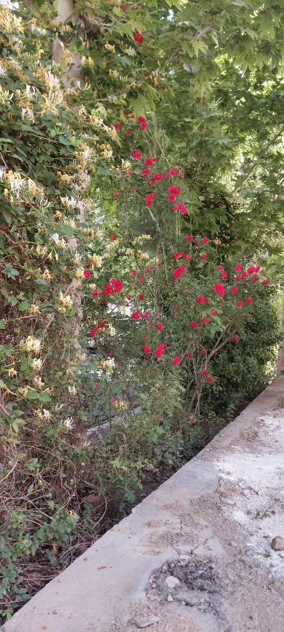 اپارتمان مبله در باغ شهر زیبای نطنز|فروش آپارتمان|نطنز, |دیوار