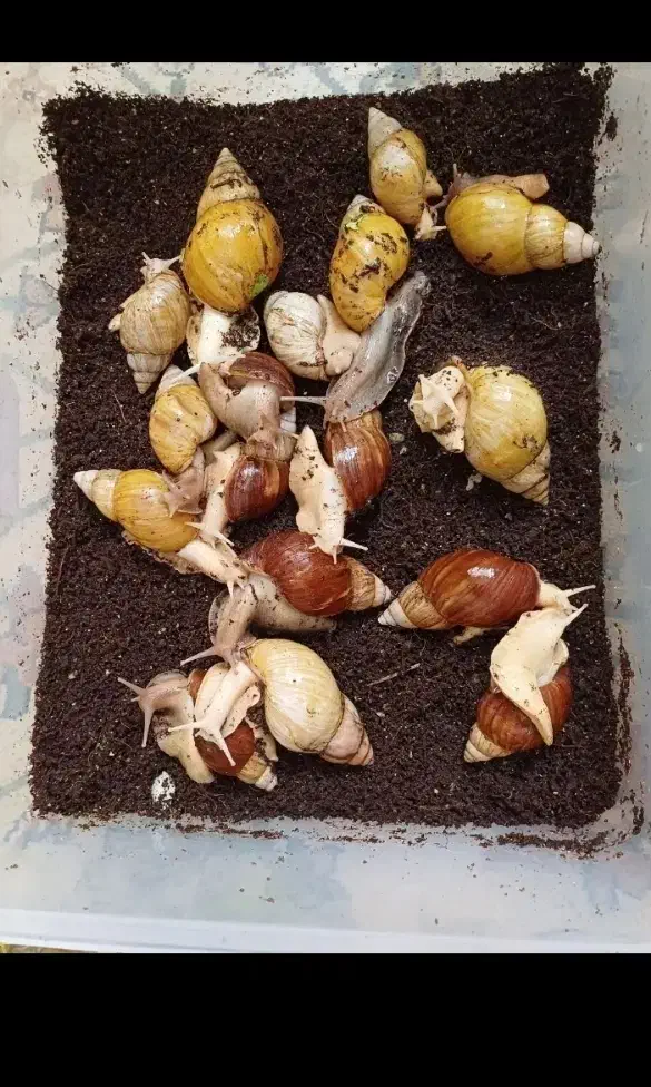 حلزون مولد|خزنده|تهران, ائمه اطهار|دیوار