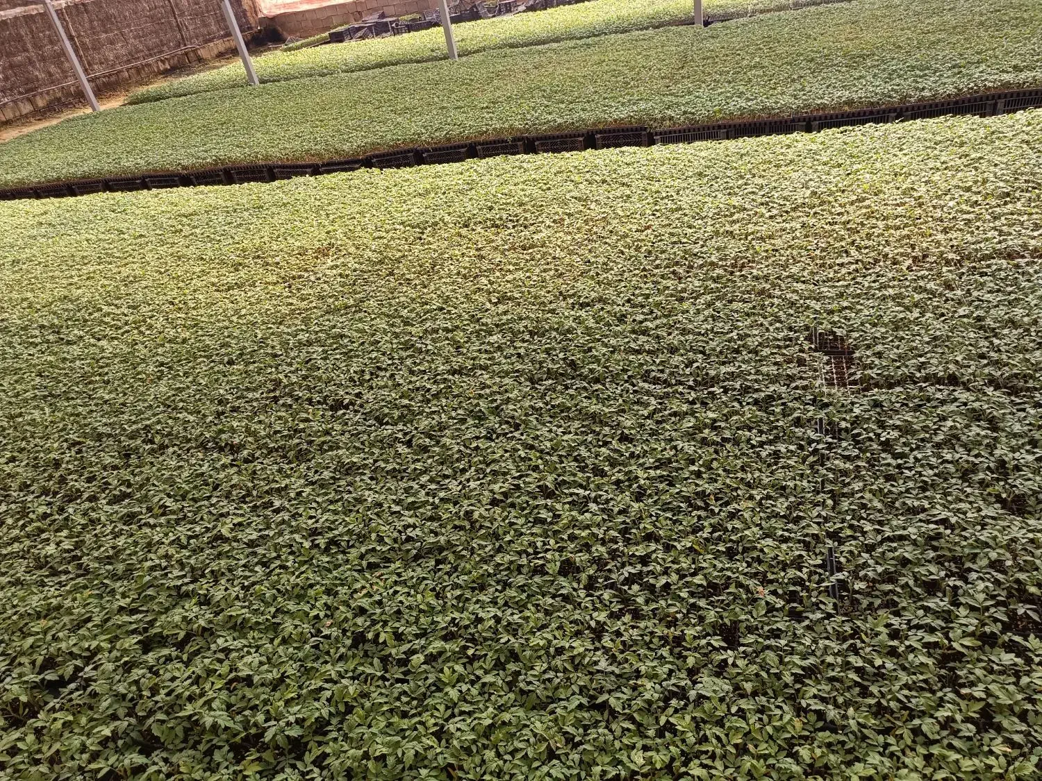 نشا گرجه 8320دستگیر ونشا گرجه 4129درختی دستگیر|خدمات باغبانی و درختکاری|کاکی, |دیوار