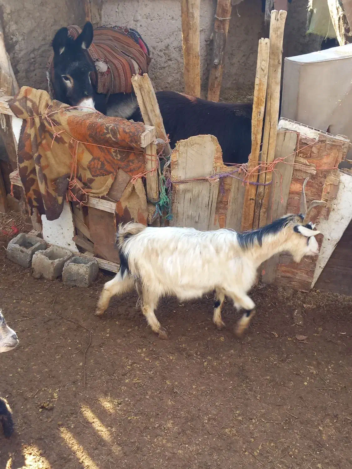 یک بز جوان|حیوانات مزرعه|ماهدشت, |دیوار