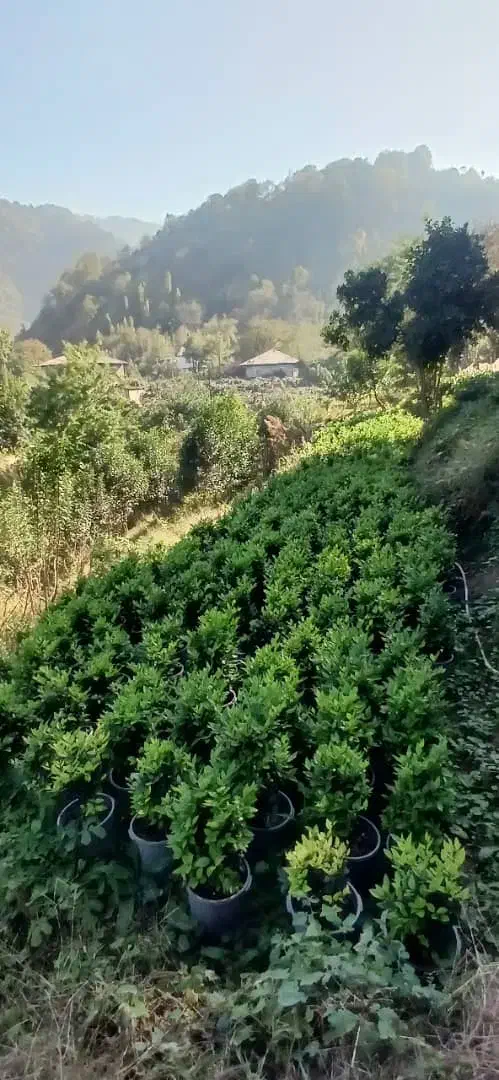 گلدانی|گل و گیاه طبیعی|رحیمآباد, |دیوار