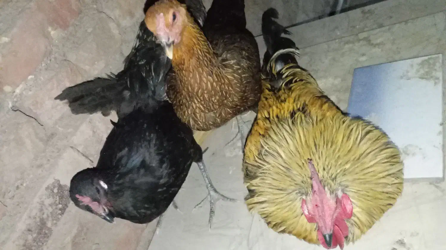 مرغ محلی|حیوانات مزرعه|ایرانشهر, |دیوار