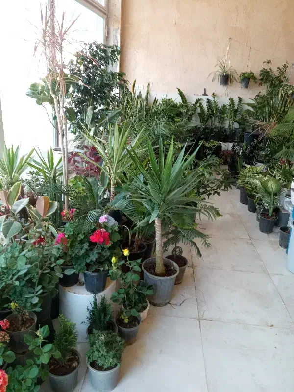 گل  و گلدان|گل و گیاه طبیعی|شاهین دژ, |دیوار