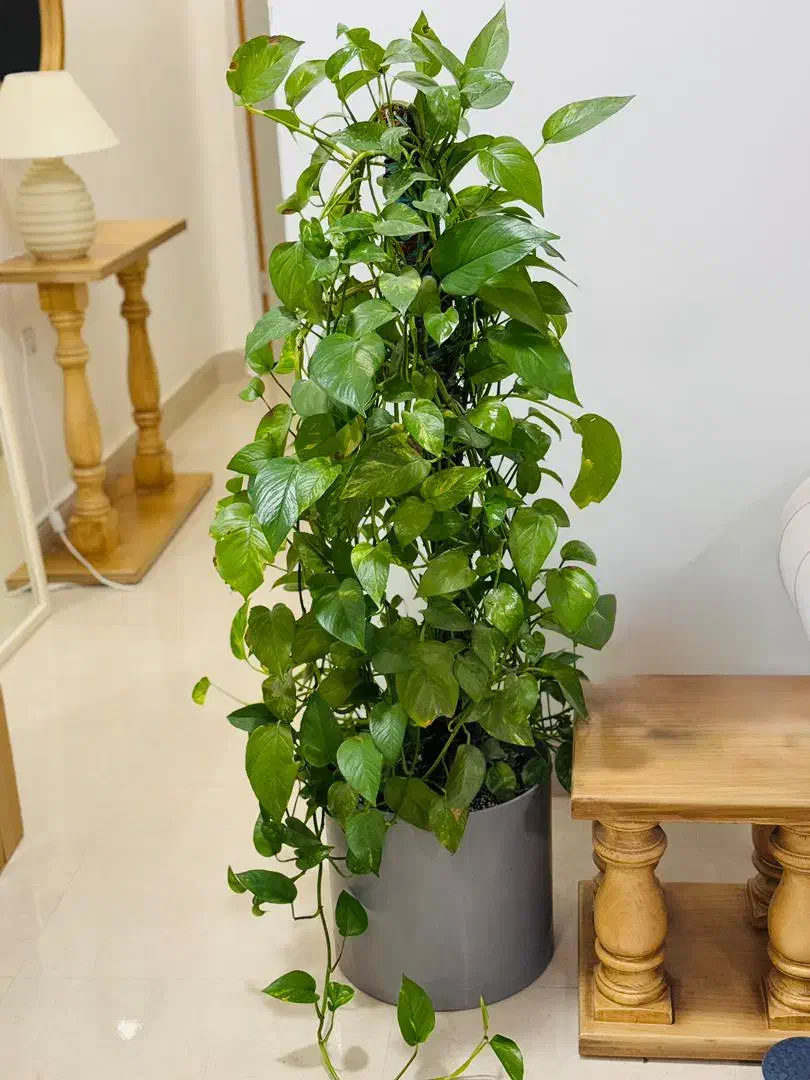 گلدان|گل و گیاه طبیعی|بندر امام خمینی, |دیوار