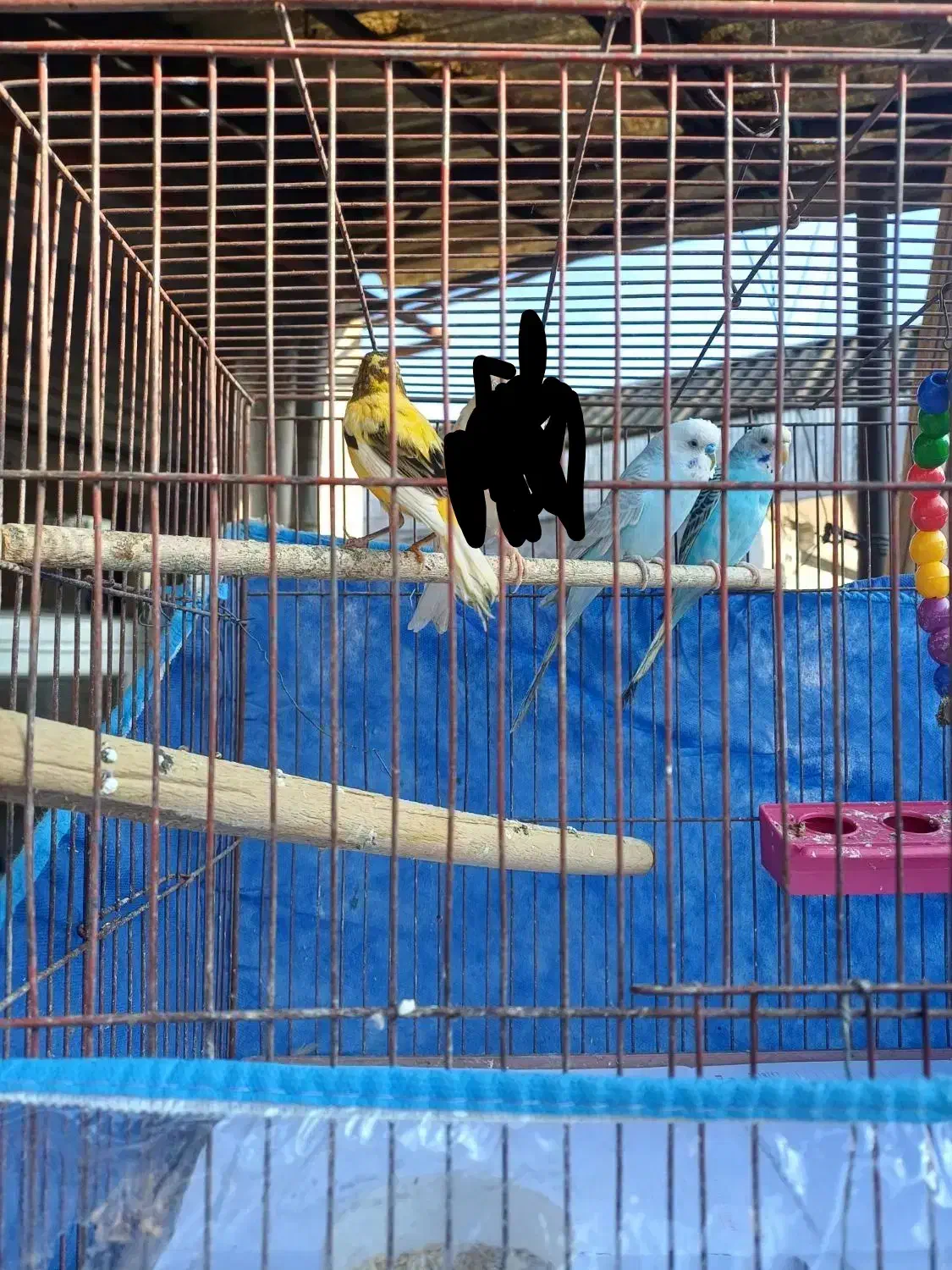 قناری نر  و مرغ عشق|پرنده|رشت, سیا اسطلخ|دیوار