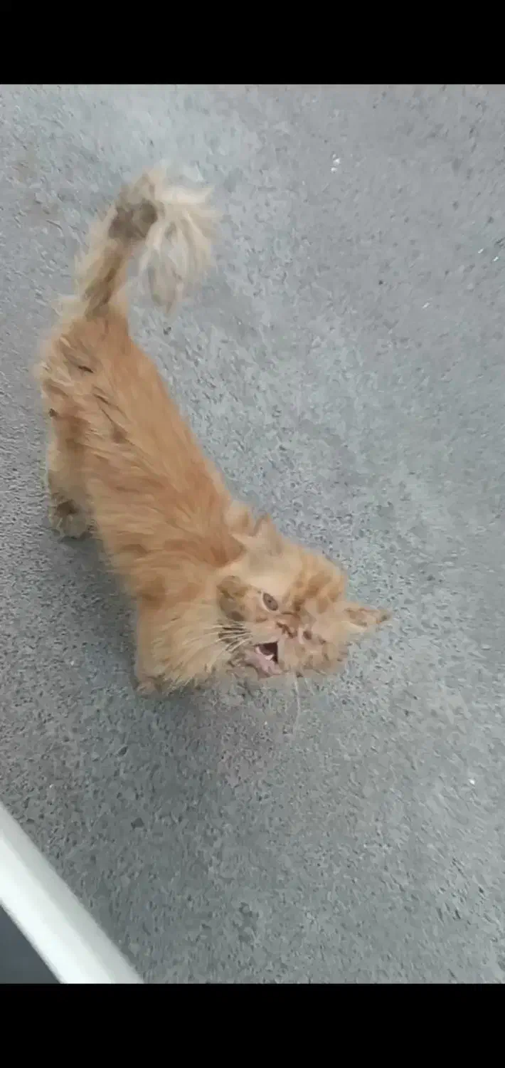 فوری پرشین|گربه|مینودشت, |دیوار