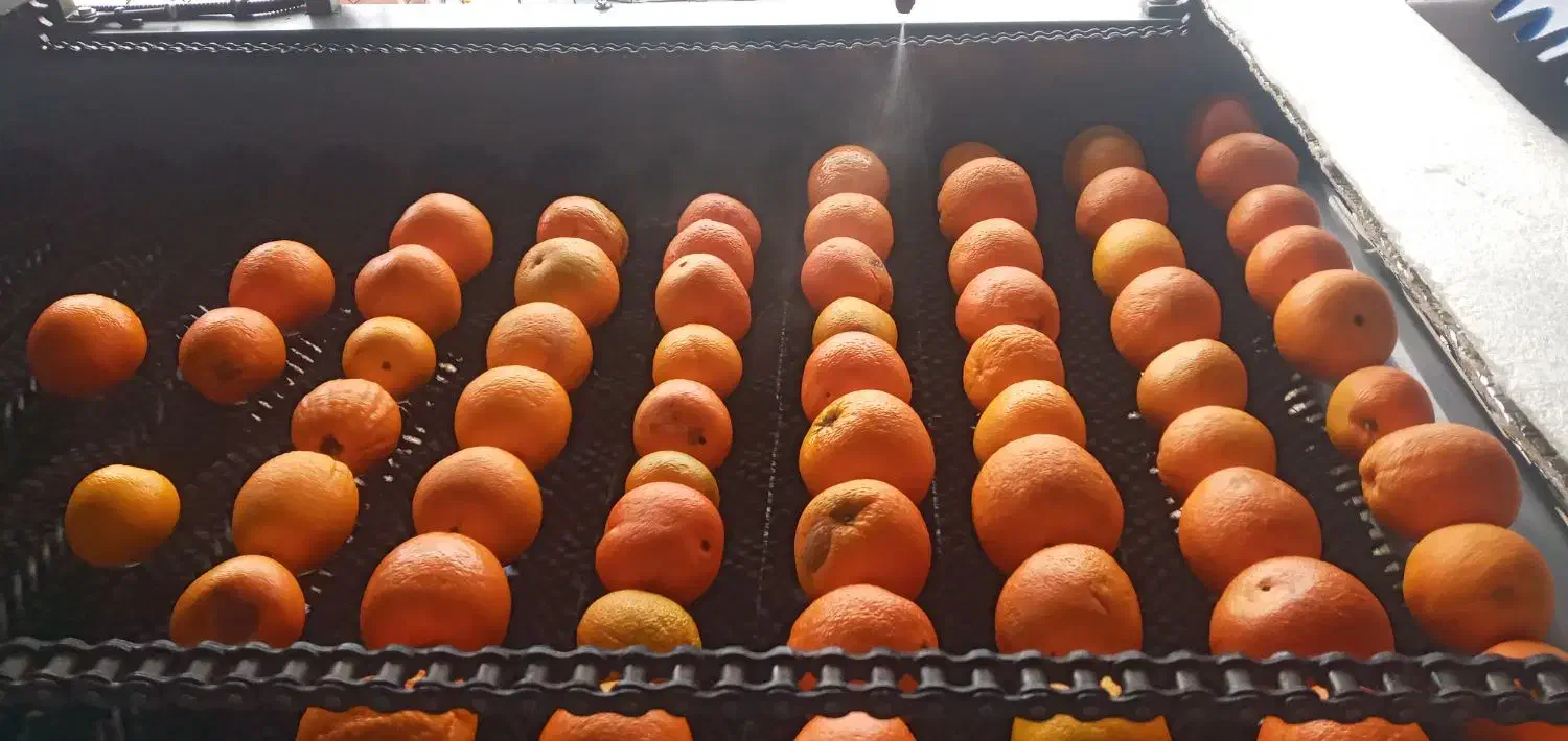 خط کامل سورتینگ کلرشور واکس سایزینگ فرچه شستشو|ماشینآلات صنعتی|رودسر, |دیوار