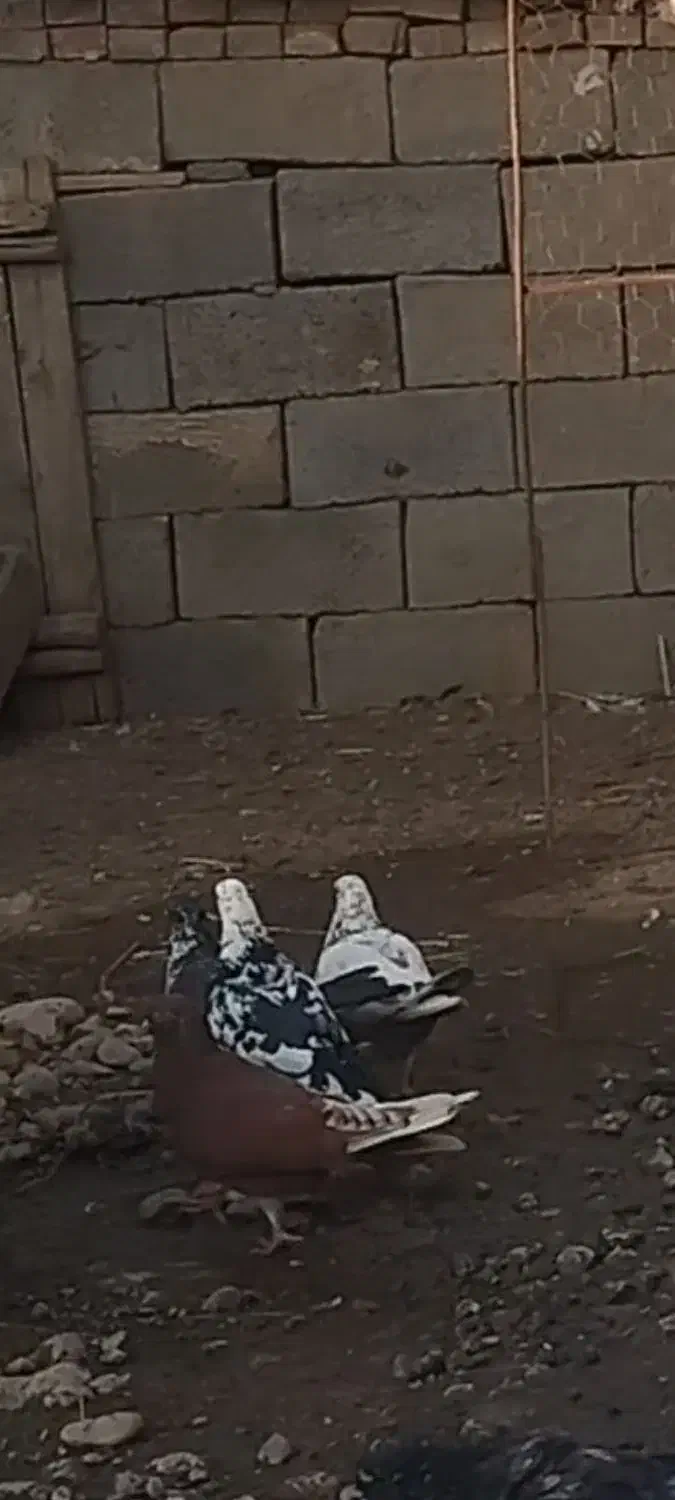 این کبوتر  یه بیست روز میشه رفت|حیوانات|خوی, |دیوار