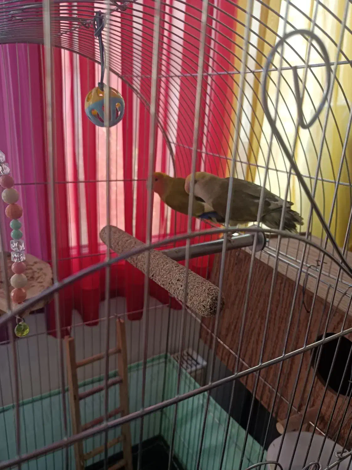 طوطی برزیلی جفت با قفس و متعلقات|پرنده|تهران, بنیهاشم|دیوار