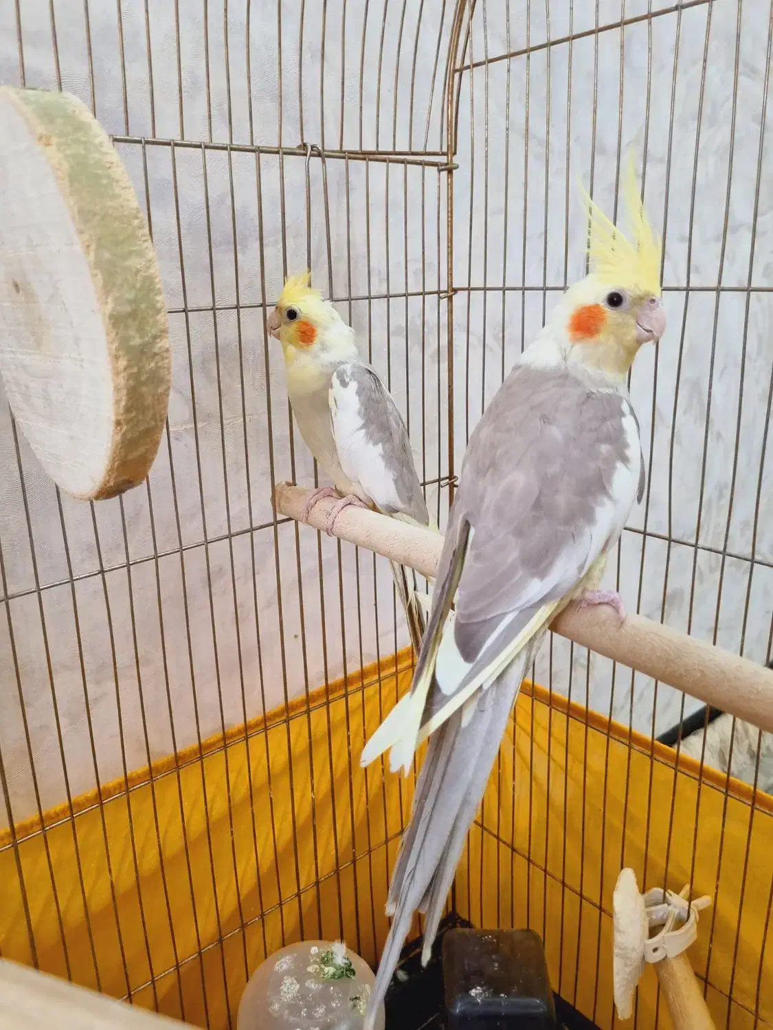 جفت عروس هلندی نرو ماده با قفسو لوازم|پرنده|قرچک, شهرک طلائیه|دیوار