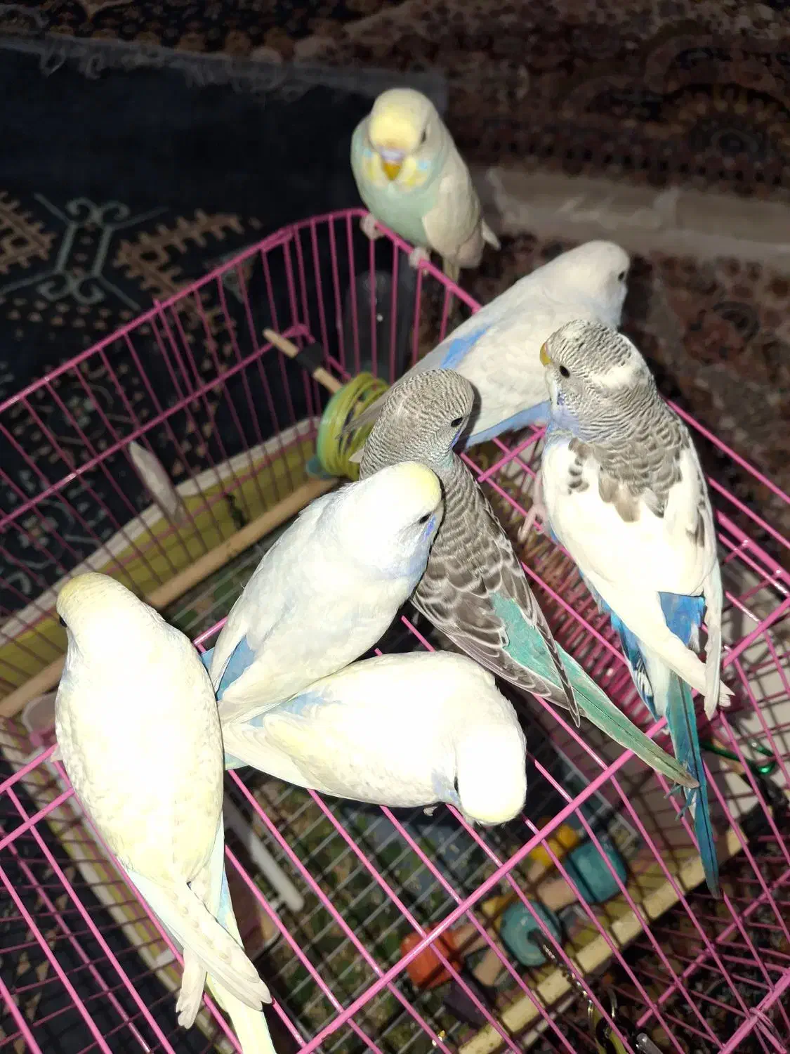 مرغ عشق رینبو،اسپانگل|پرنده|بندر ماهشهر, |دیوار