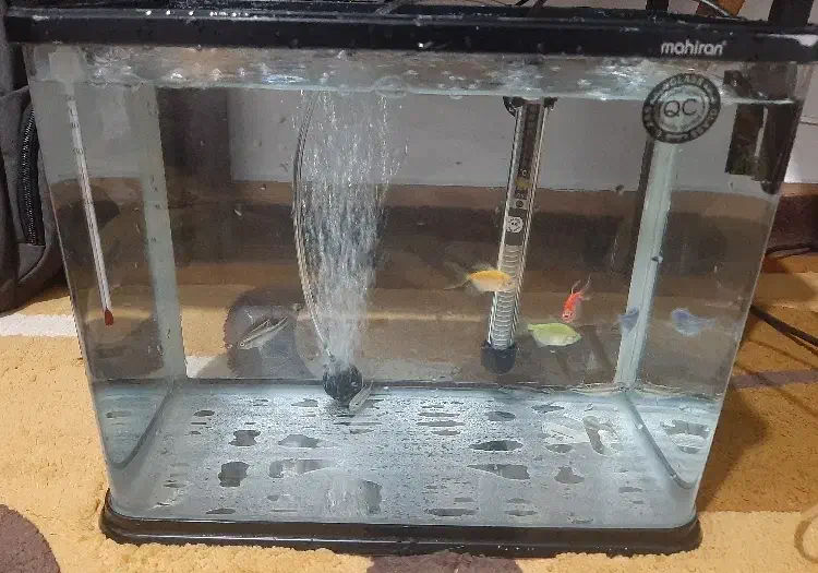 آکواریوم شیشه‌خم ماهیران|ماهی|ارومیه, |دیوار