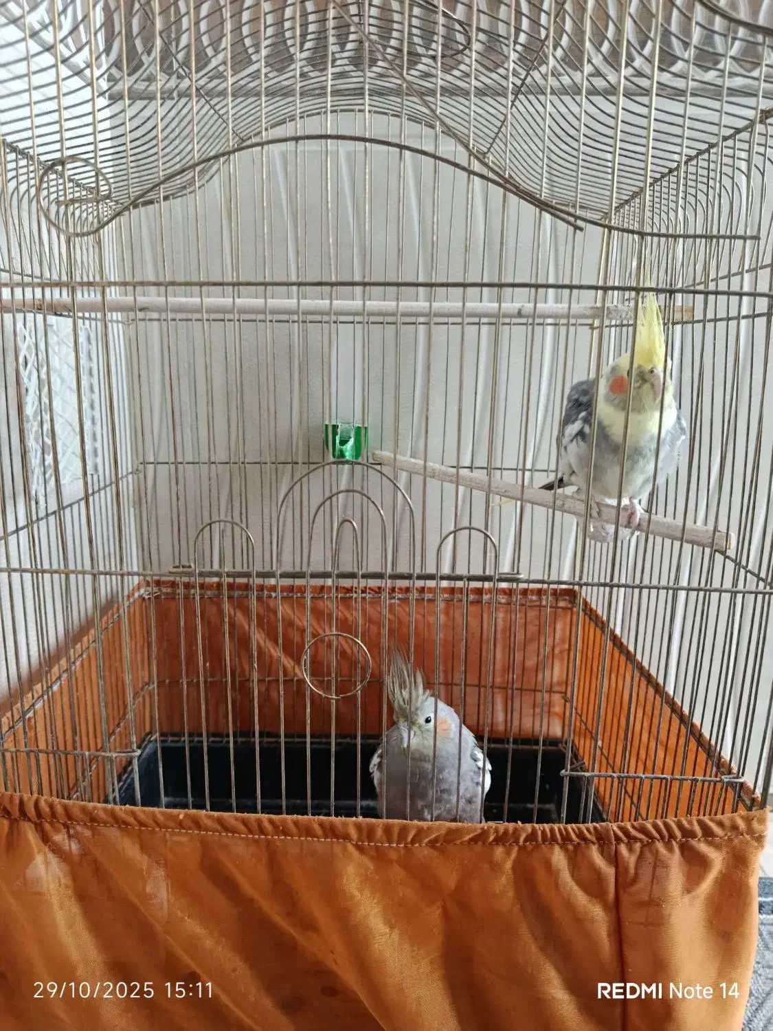 عروس هلندی|پرنده|سلماس, |دیوار