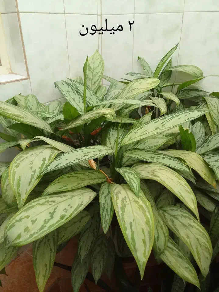 گل و گیاه|گل و گیاه طبیعی|نورآباد, |دیوار